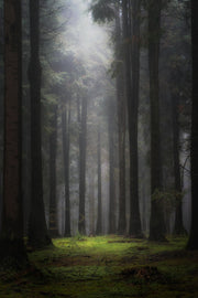 Dark Nature Tree Art Self Adhesive Sticker For Refrigerator