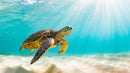 Tortoise Underwater Self Adhesive Sticker For Wardrobe