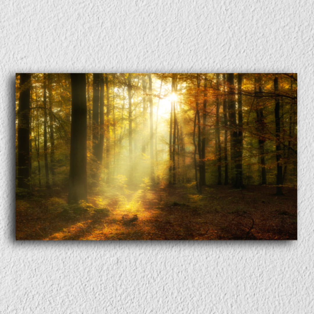 Sun Rays Forest