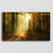 Sun Rays Forest