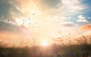 Birds In Sunset Painting Self Adhesive Sticker For Wardrobe
