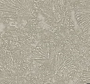 Miracle Vinyl Stensil Wallpaper