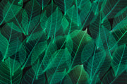 Green Shades Leafs Design Self Adhesive Sticker For Cabinet