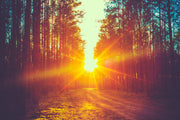 Sun In Trees Self Adhesive Sticker For Wardrobe