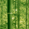 Mammoth Green Bamboo Wallpaper