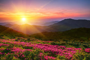 Sun Rays In Pink Farm Self Adhesive Sticker For Wardrobe