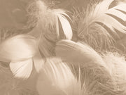 White Feather Customized Wallpaper