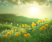 Sunflower Farm Self Adhesive Sticker For Wardrobe