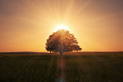 Sunset In Tree Painting Self Adhesive Sticker For Wardrobe