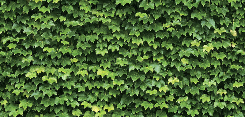 Natural _ Green Leaves Wallpaper
