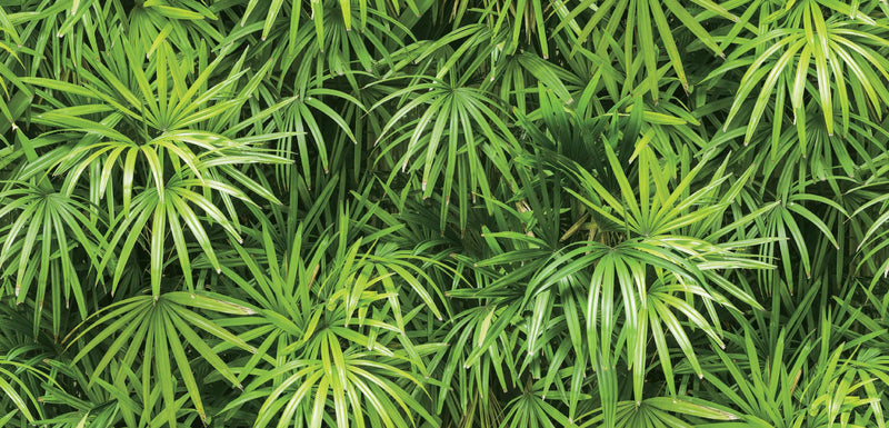 Natural _ Palm Leaves Wallpaper