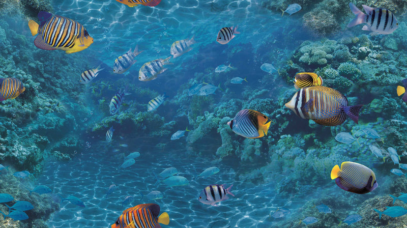 Natural _ Under Sea Wallpaper