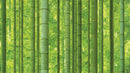 Natural _ Bamboo Forest Wallpaper