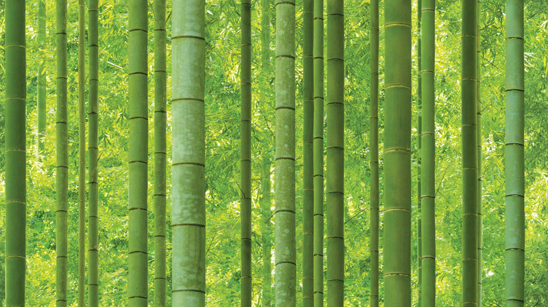Natural _ Bamboo Forest Wallpaper