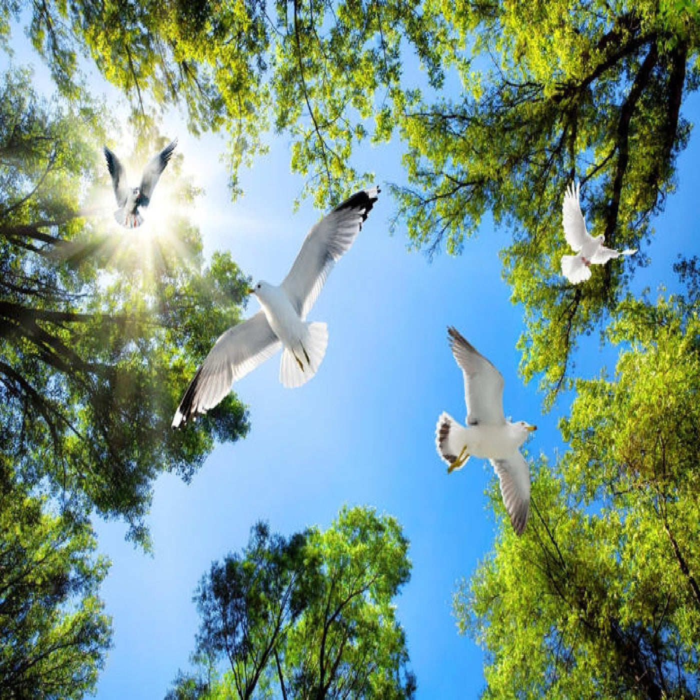 Shining Sun and Birds Ceiling Wallpaper