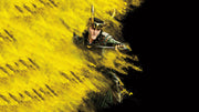 Lokki Yellow Sticker