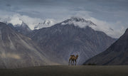 Camel Snow Mountain Wallpaper