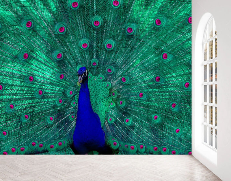 Beautiful Peacock with Open Feathers