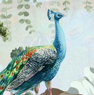 Peacock Crest Wallpaper