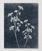 White Parsley Floral Wall Art