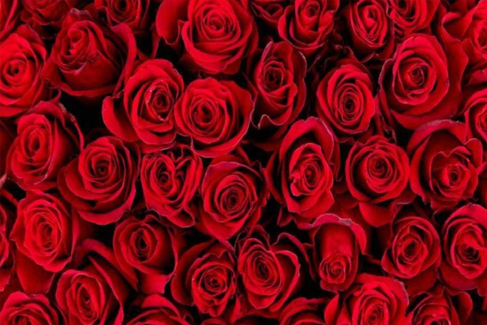 Red Roses Wallpaper