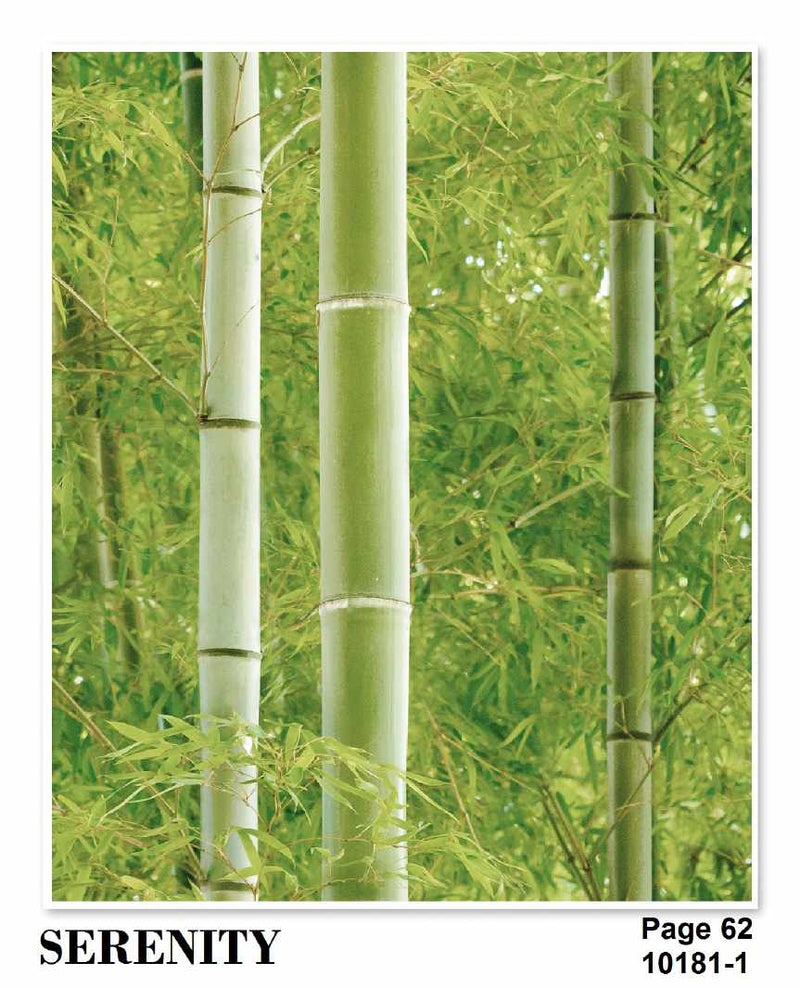 Serenity Bamboo in Forest Wallpaper Roll